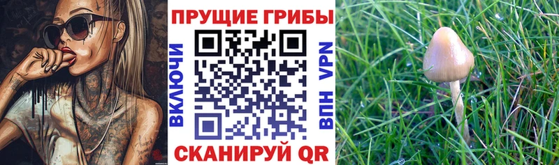 Псилоцибиновые грибы Cubensis  Чердынь 